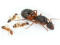 I migliori assassini di formiche per il prato